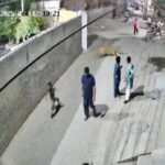 في حادثة هي الأولى من نوعها بباكستان.. أسد يثير الذعر في لاهور