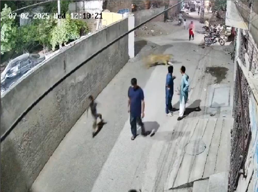 في حادثة هي الأولى من نوعها بباكستان.. أسد يثير الذعر في لاهور