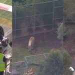 أسد يفترس ذراع امرأة في كوينزلاند