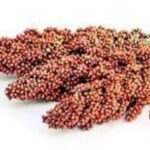 فوائد السورغم: