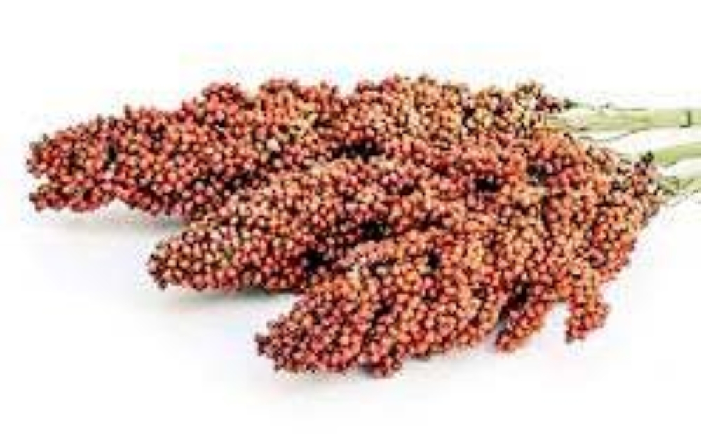 فوائد السورغم: