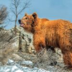 العراق: راعٍ يصارع دبّاً بريّاً وينجو بإصابات خطيرة