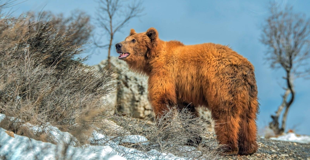العراق: راعٍ يصارع دبّاً بريّاً وينجو بإصابات خطيرة