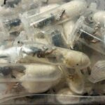 أغرب قصة تهريب.. 1500 عنكبوت ذهبي في قبضة الجمارك الألمانية