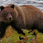 صراخ في البرية.. دب يهاجم سائحة في روسيا وزملاؤها ينقذونها بأعجوبة