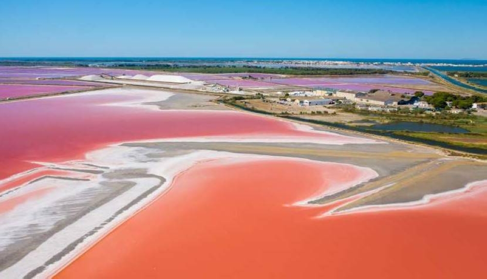 ظاهرة «مدّ أحمر» غير مسبوقة تقتل آلاف الكائنات البحرية في أستراليا ظاهرة «مدّ أحمر» غير مسبوقة تقتل آلاف الكائنات البحرية في أستراليا
