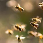 تقنية في الدماغ تحوّل النحل إلى «روبوت» يتم التحكم به