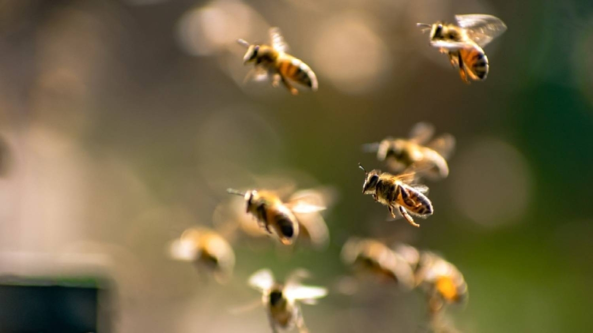 تقنية في الدماغ تحوّل النحل إلى «روبوت» يتم التحكم به تقنية في الدماغ تحوّل النحل إلى «روبوت» يتم التحكم به