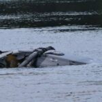 سقوط مروحية عسكرية ألمانية في نهر مولده.. والبحث عن الطيار مستمر