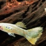 أسماك استوائية تزدهر في شبكة الصرف الصحي الملوثة في أوكرانيا