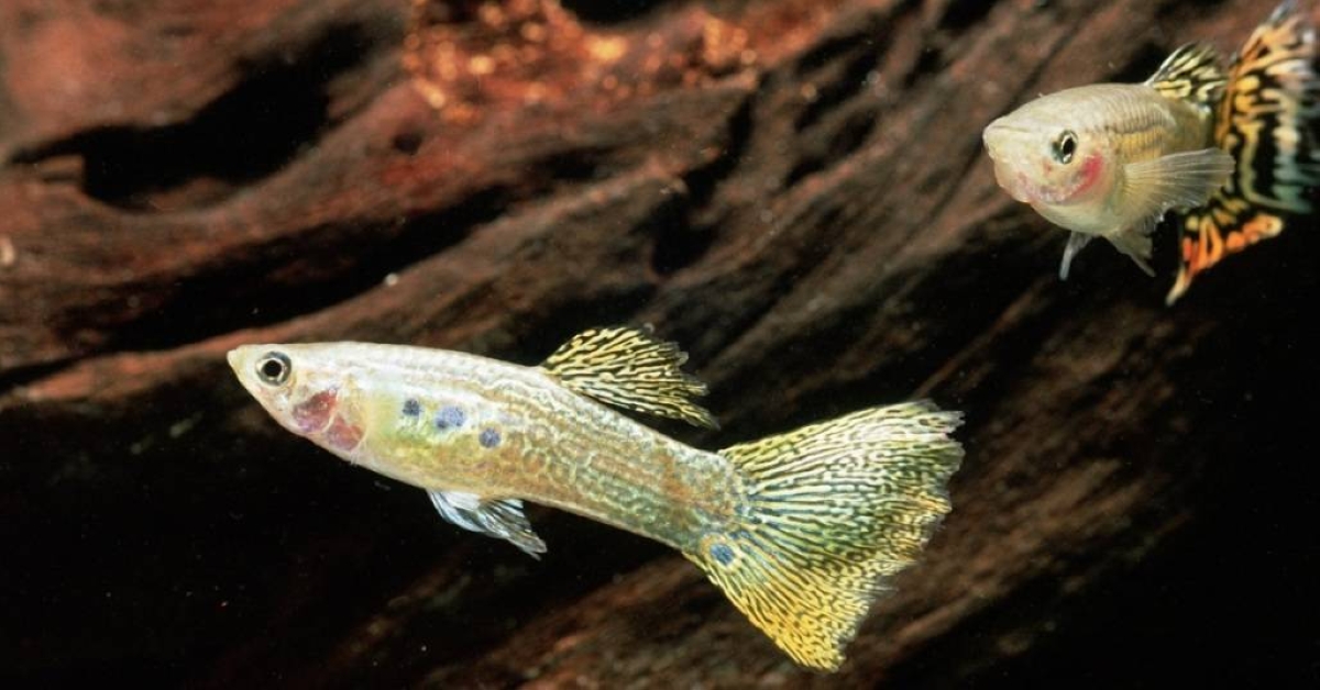 أسماك استوائية تزدهر في شبكة الصرف الصحي الملوثة في أوكرانيا