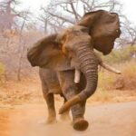 فيديو.. هل تسبق الحيوانات البشر في الشعور بالكوارث؟