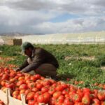 “الزراعة”: ضرورة الاستمرار في عمليات الرقمنة والتوسع في تطبيقات الذكاء الاصطناعي