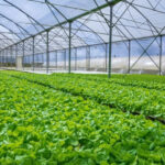 متحدثون: الابتكار التكنولوجي يعزز استمرارية نمو القطاع الزراعي بالأردن