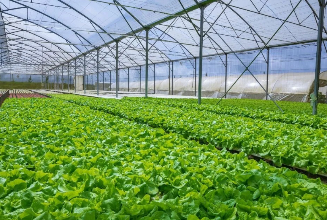 متحدثون: الابتكار التكنولوجي يعزز استمرارية نمو القطاع الزراعي بالأردن