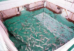 إطلاق أول برنامج إرشادي في مجال الاستزراع السمكي في جرش