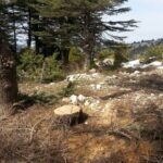 عجلون: ضبط معتد على الثروة الحرجية بحقه 5 طلبات