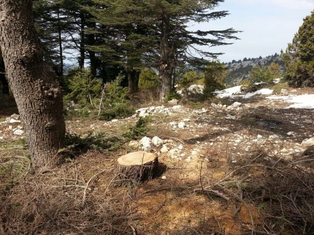 عجلون: ضبط معتد على الثروة الحرجية بحقه 5 طلبات عجلون: ضبط معتد على الثروة الحرجية بحقه 5 طلبات