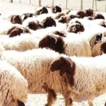 الأردن يوقف استيراد الأغنام من سوريا