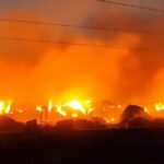 عمرها 600 عام.. حرائق الغابات تلتهم شجرة «بلوط الشتاء» في بلغاريا