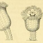 سائح يعثر على قنديل بحر منقرض منذ 50 عاماً