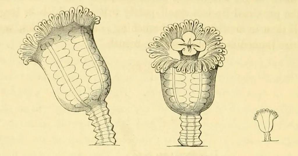 سائح يعثر على قنديل بحر منقرض منذ 50 عاماً