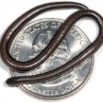 بعد اختفائه لعقود.. إعادة اكتشاف أصغر ثعبان في العالم