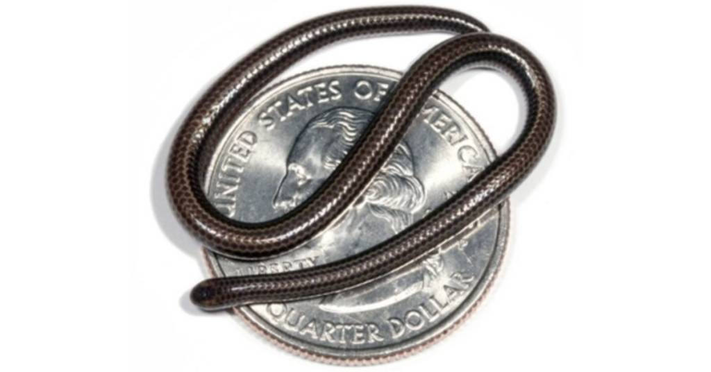 بعد اختفائه لعقود.. إعادة اكتشاف أصغر ثعبان في العالم بعد اختفائه لعقود.. إعادة اكتشاف أصغر ثعبان في العالم