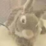 فلوريدا تستخدم «أرانب روبوتية» لمكافحة الثعابين الضخمة