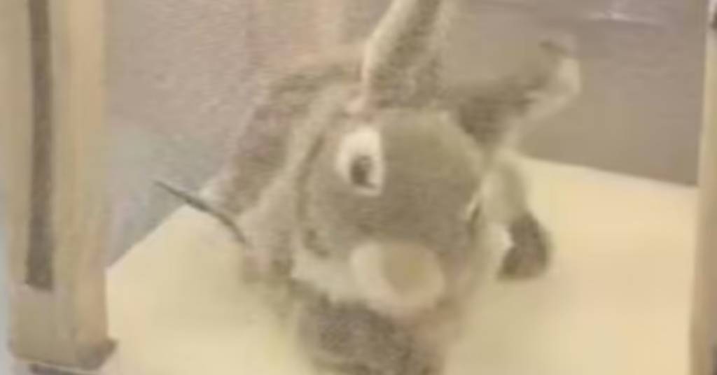 فلوريدا تستخدم «أرانب روبوتية» لمكافحة الثعابين الضخمة فلوريدا تستخدم «أرانب روبوتية» لمكافحة الثعابين الضخمة