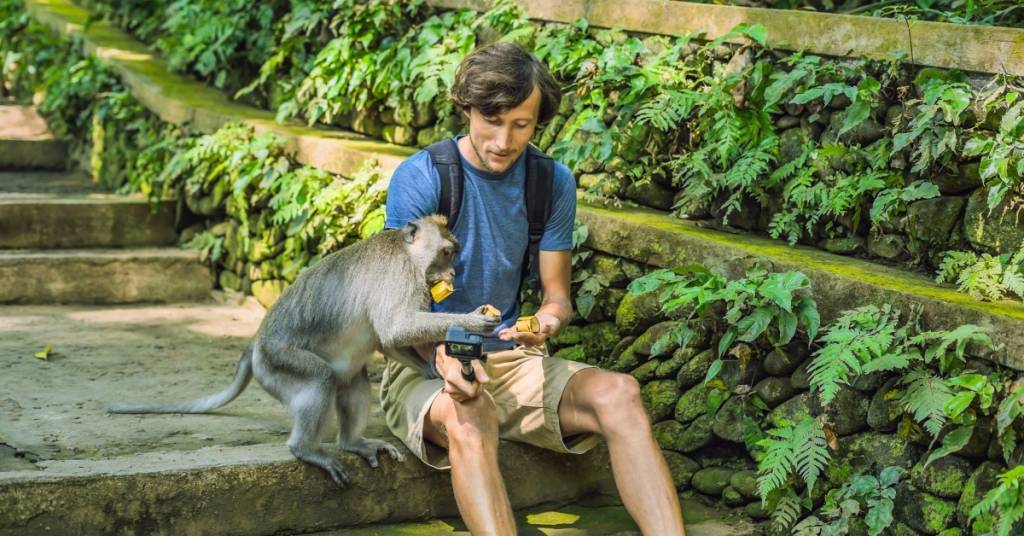 لماذا تسرق «عصابة القرود» الجوالات والمحافظ من السياح في معبد إندونيسي؟