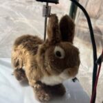 الأرانب تقضي على الثعابين المفترسة في فلوريدا!