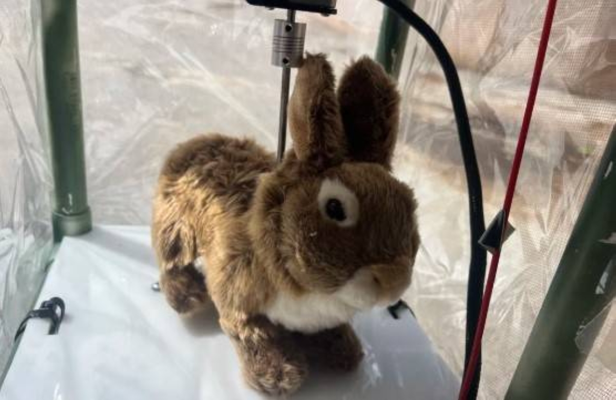 الأرانب تقضي على الثعابين المفترسة في فلوريدا! الأرانب تقضي على الثعابين المفترسة في فلوريدا!