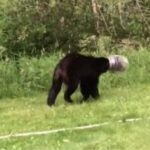 أمريكا: إنقاذ دب ظل عالقاً في حاوية لمدة أسبوع داخل الغابة