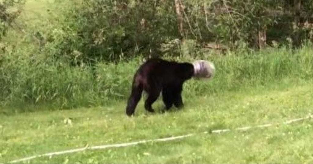 أمريكا: إنقاذ دب ظل عالقاً في حاوية لمدة أسبوع داخل الغابة أمريكا: إنقاذ دب ظل عالقاً في حاوية لمدة أسبوع داخل الغابة