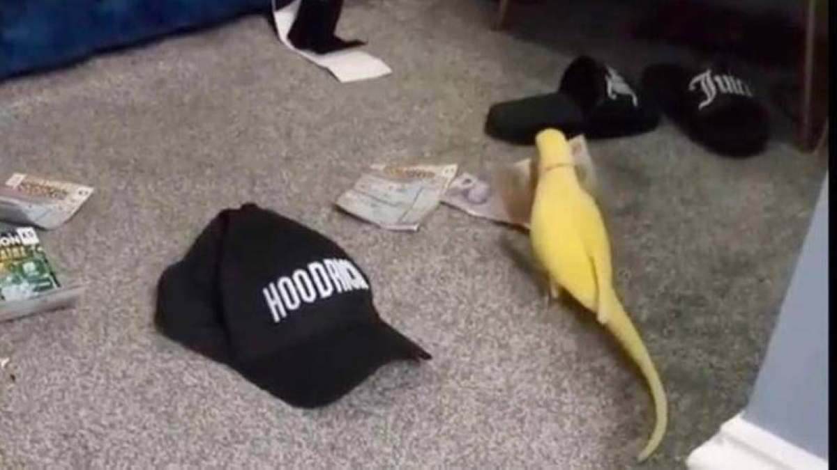 ببغاء يفضح عصابة مخدرات كبرى في بريطانيا ببغاء يفضح عصابة مخدرات كبرى في بريطانيا