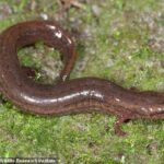 بعد 3 عقود من الاختفاء.. عودة السلمندر النادر إلى فلوريدا