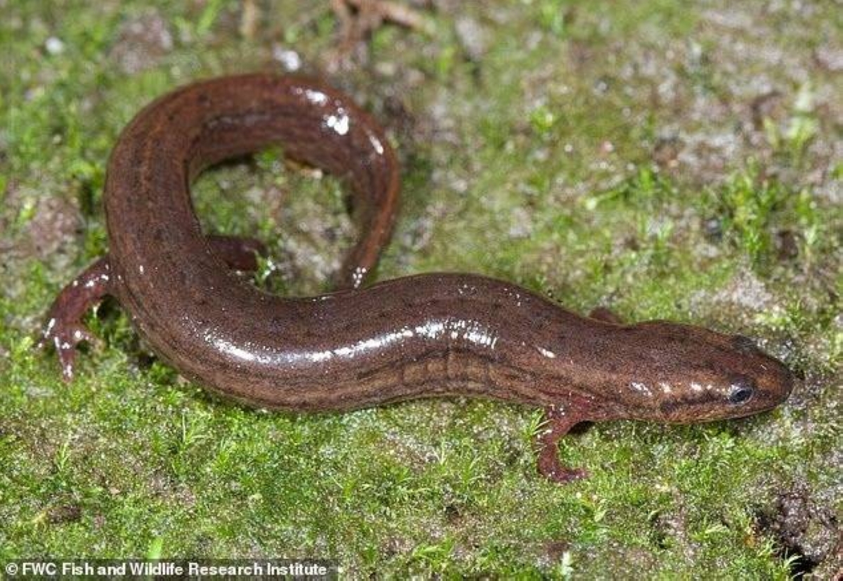 بعد 3 عقود من الاختفاء.. عودة السلمندر النادر إلى فلوريدا