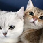 روبوتات تحاكي القطط في الهبوط على أقدامها عند السقوط