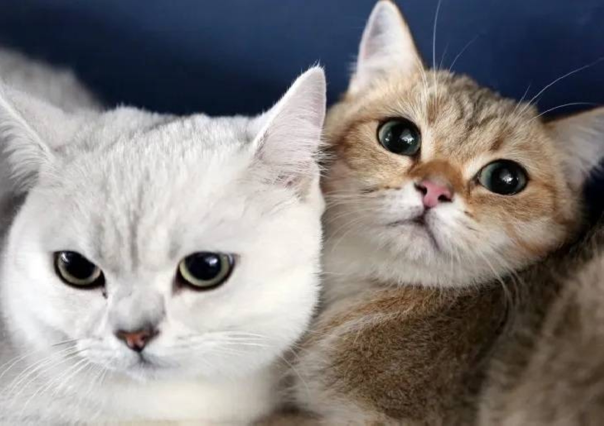 روبوتات تحاكي القطط في الهبوط على أقدامها عند السقوط روبوتات تحاكي القطط في الهبوط على أقدامها عند السقوط