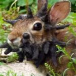 ما حقيقة الطفرات المثيرة للدهشة على وجوه الأرانب ؟