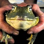 ضفادع الثور تجتاح الغرب الأمريكي وتُحدث خللًا بيئيًا واسعًا