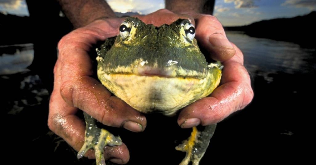 ضفادع الثور تجتاح الغرب الأمريكي وتُحدث خللًا بيئيًا واسعًا ضفادع الثور تجتاح الغرب الأمريكي وتُحدث خللًا بيئيًا واسعًا