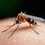 تحديات صحية في «مومباي».. كيف تحمي نفسك من الأمراض المنقولة؟