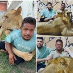 من دعابة إلى السجن.. حبس ليبي أطلق أسداً على عامل مصري