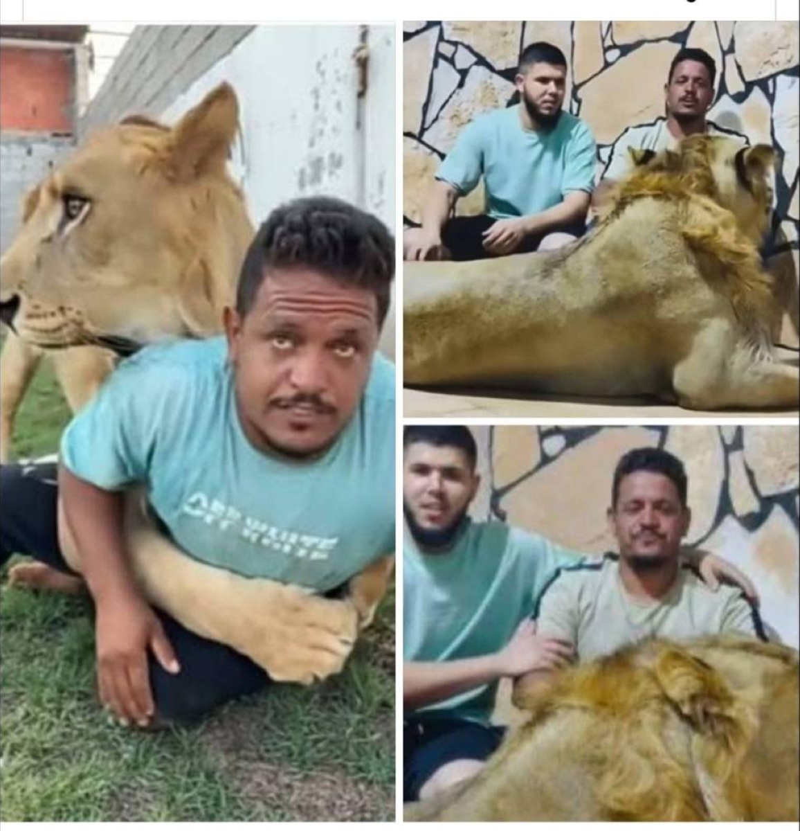 من دعابة إلى السجن.. حبس ليبي أطلق أسداً على عامل مصري من دعابة إلى السجن.. حبس ليبي أطلق أسداً على عامل مصري