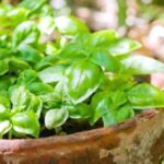 «نبتة خضراء» زهيدة الثمن تقلّص مخاطر السرطان والضغط