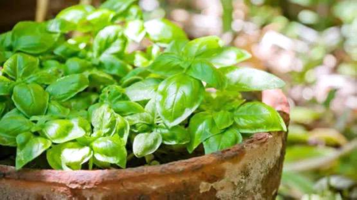 «نبتة خضراء» زهيدة الثمن تقلّص مخاطر السرطان والضغط «نبتة خضراء» زهيدة الثمن تقلّص مخاطر السرطان والضغط