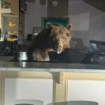 دب ضخم يقتحم متجر آيس كريم في كاليفورنيا