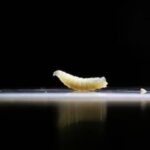 دودة مفترسة تهدد أمريكا.. حالة بشرية تثير قلق صناعة الماشية